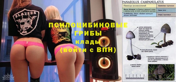 гашик Алексин